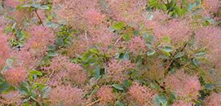 Cserszömörce (<i>Cotinus coggygria</i>)