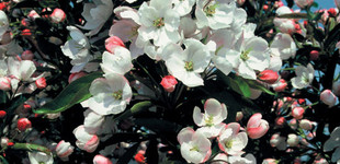 Oszlopos díszalma (<i>Malus adirondack</i>)