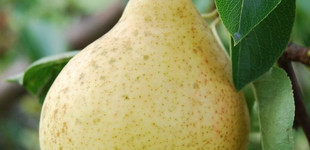 Ilonka körte (<i>Pyrus communis</i> ' 'Ilonka'')