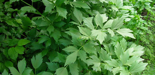 Orvosi lestyán (<i>Levisticum officinalis</i>)