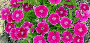 Kerti szegfű (<i>Dianthus sp.</i>)