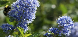 Táskacserje (<i>Ceanothus thyrsifolius ’Repens’</i>)