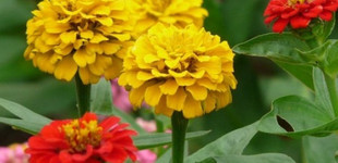Rézvirág (<i>Zinnia elegans</i>)