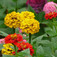 Rézvirág (<i>Zinnia elegans</i>)