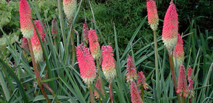 Fáklyaliliom (<i>Kniphofia uvaria</i>)