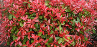 Törpe korallberkenye (<i>Photinia x fraseri</i> 'Little Robin')