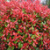 Törpe korallberkenye (<i>Photinia x fraseri</i> 'Little Robin')
