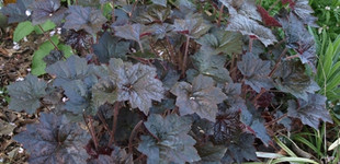 Bíborlevelű tűzeső (<i>Heuchera sp.</i> 'Palace Purple')