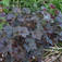 Bíborlevelű tűzeső (<i>Heuchera sp.</i> 'Palace Purple')