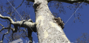 Juharlevelű platán (<i>Platanus x hybrida</i> ''Budapest'')