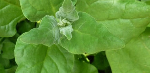 Új-zélandi spenót (<i>Tetragonia tetragonoides</i>)