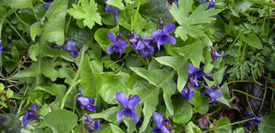 Ibolya (<i>Viola</i>)