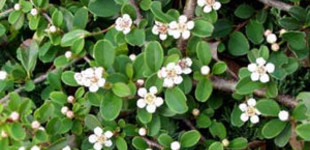 Madárbirs (<i>Cotoneaster dammeri</i> 'Eichholz')