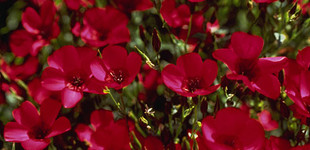 Piros len (<i>Linum grandiflorum</i> 'rubrum')