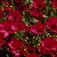 Piros len (<i>Linum grandiflorum</i> 'rubrum')