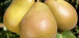 Hardy vajkörte (<i>Pyrus communis</i> ''Beurre Hardy'')