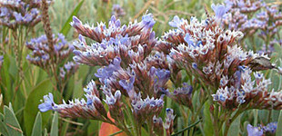 Sóvirág (<i>Limonium</i>)