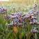 Sóvirág (<i>Limonium</i>)