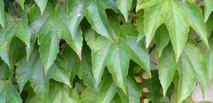 Japán vadszőlő (<i>Parthenocissus tricuspidata</i> 'Veitchii')