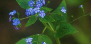 Kaukázusi nefelejcs (<i>Brunnera macrophylla</i>)