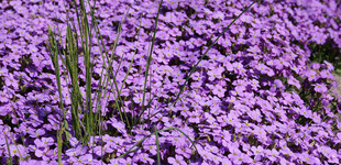 Pázsitviola (<i>Aubrieta x cultorum</i>)