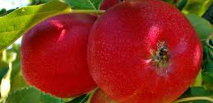 Éva alma (<i>Malus domestica</i> ''Éva'')