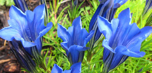 Tárnics (<i>Gentiana sp.</i>)