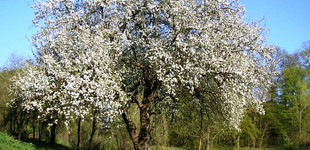 Nemes alma, Házi alma (<i>Malus domestica</i>)