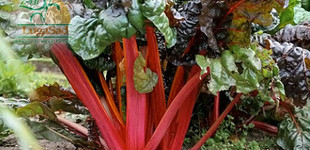 rebarbara (<i>Rheum rhaponticum</i>)