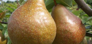 Beurre Durondeau körte (<i>Pyrus communis</i> ''Beurre Durondeau'')