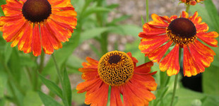 Napfényvirág hibridek (<i>Helenium sp.</i>)