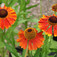 Napfényvirág hibridek (<i>Helenium sp.</i>)