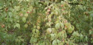 Húsos som (<i>Cornus mas</i>)