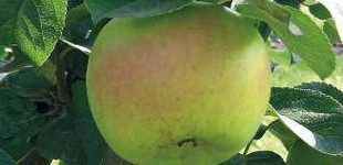 'Beregi sóvári' alma (<i>Malus domestica</i> ''Beregi sóvári'')