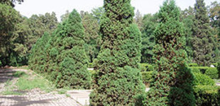 Kínai boróka (<i>Juniperus chinensis</i>)