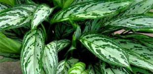 Rákvirág (<i>Aglaonema sp.</i>)
