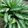 Rákvirág (<i>Aglaonema sp.</i>)