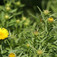 Peremizs (<i>Inula</i>)