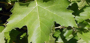 Juharlevelű platán (<i>Platanus x acerifolia</i> ''Ludovika'')