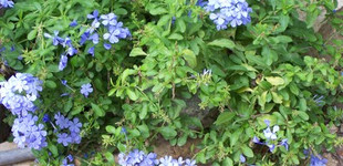 Ólomvirág (<i>Plumbago sp.</i>)