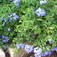 Ólomgyökér (<i>Plumbago sp.</i>)