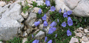 Törpe harangvirág (<i>Campanula cochleariifolia</i>)