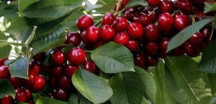 Cseresznye (<i>Cerasus avium</i> 'Sweetheart')