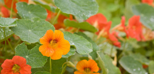 Sarkantyúvirág (<i>Tropaeolum nanum</i>)