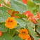Sarkantyúvirág (<i>Tropaeolum nanum</i>)