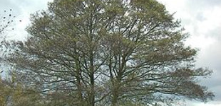 Enyves éger (<i>Alnus glutinosa</i>)