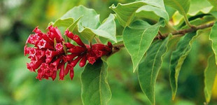 Bíboros kalapácscserje (<i>Cestrum elegans</i>)