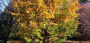 Perzsa varázsfa (<i>Parrotia persica</i>)