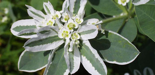 Jégvirág (<i>Euphorbia marginata</i>)