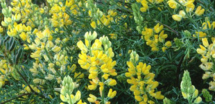 Csillagfürt (<i>Lupinus sp.</i>)